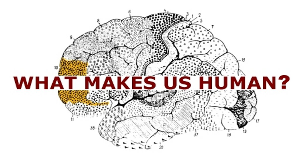 What Makes a Human Brain Unique